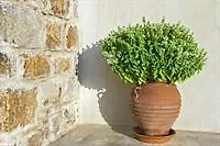 Olivias Villa Moni Evaggelistrias